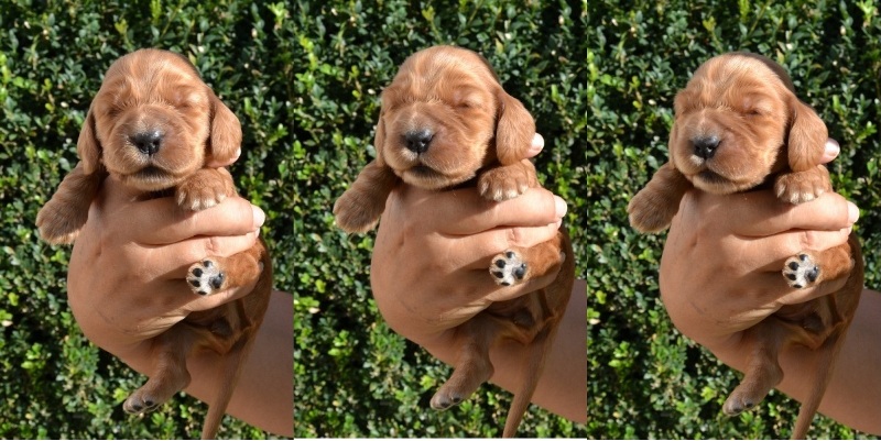 1-fenka tmavě zelená stužka.JPG